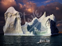 Little Harbour, iceberg and humpback